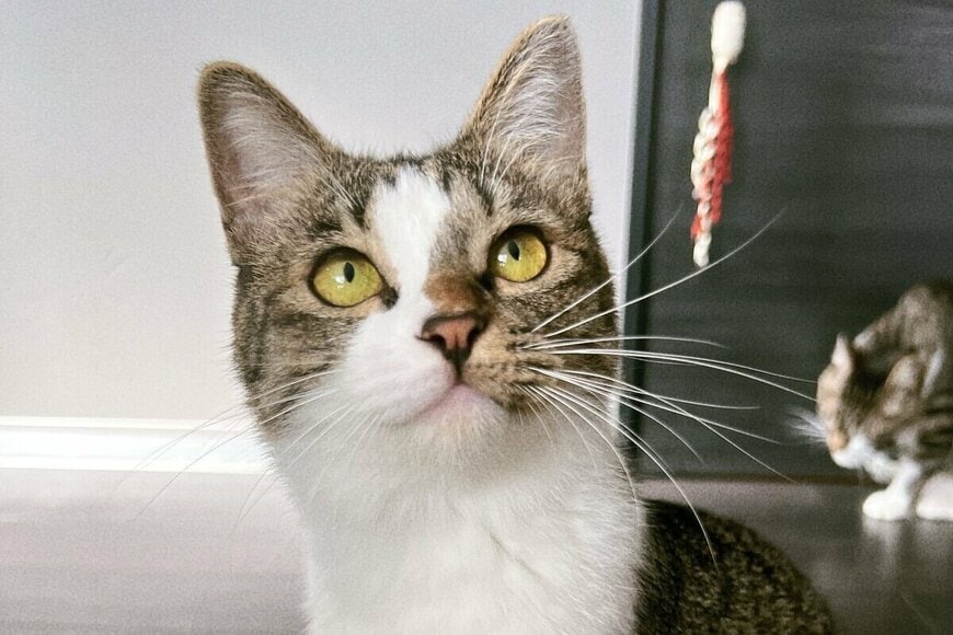 夏と冬で撮影した「猫の比較写真」に思わず二度見　衣替えした姿が「かわいい」「別猫」