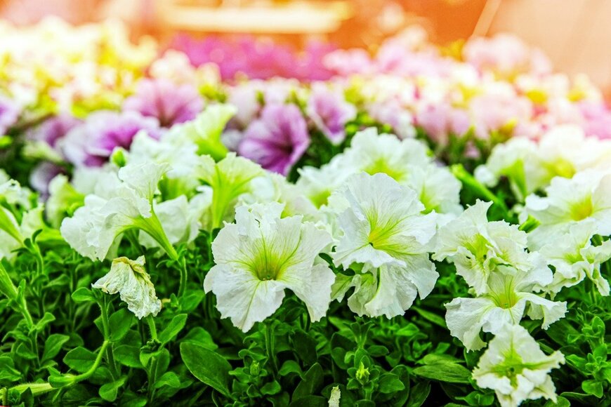 【ガーデニング】夏の定番花〈ペチュニア〉寄せ植え！おすすめ組み合わせパターン4例