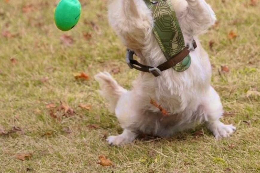 「運動神経の悪さが伝わる1枚」　ボール遊びを楽しむ犬のかわいい姿に3万いいね