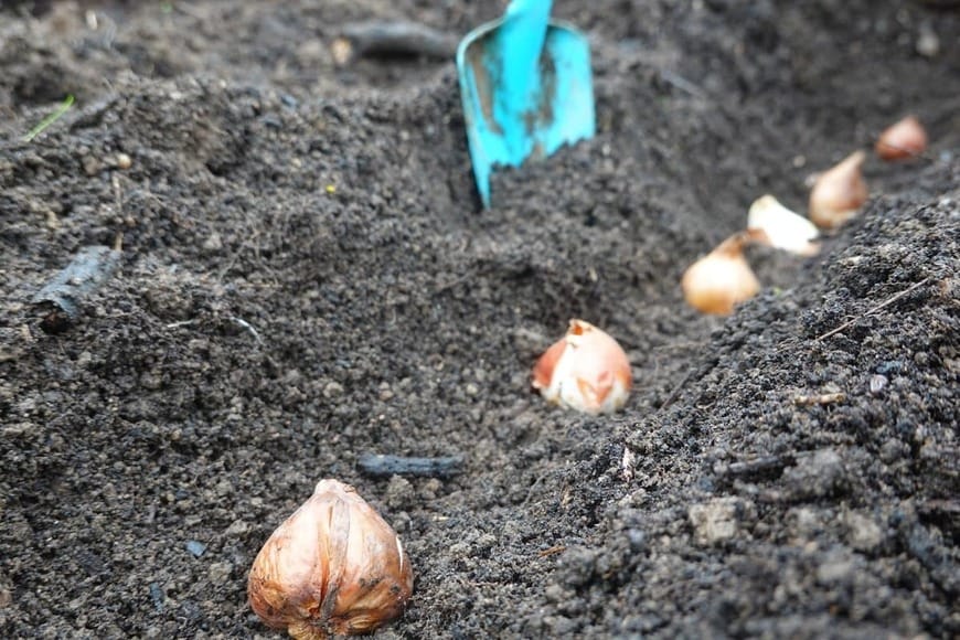 球根植物を植え付けている様子