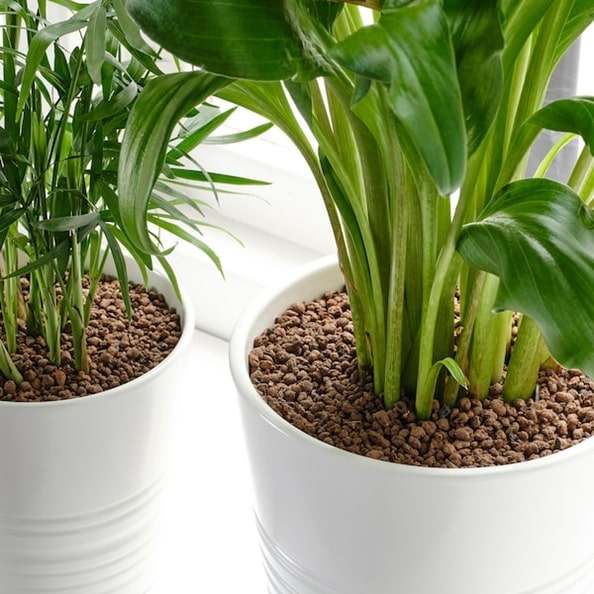 園芸用土「オードラ」で育てた観葉植物