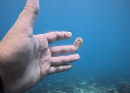 静かに動くカワハギの幼魚
