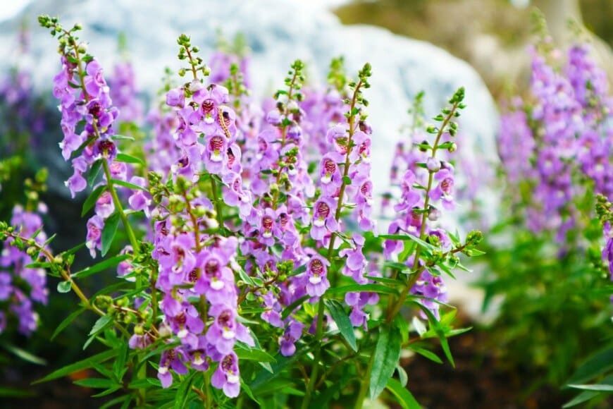 紫色のアンゲロニアの花。