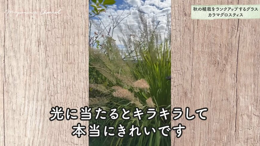 カラマグロスティス