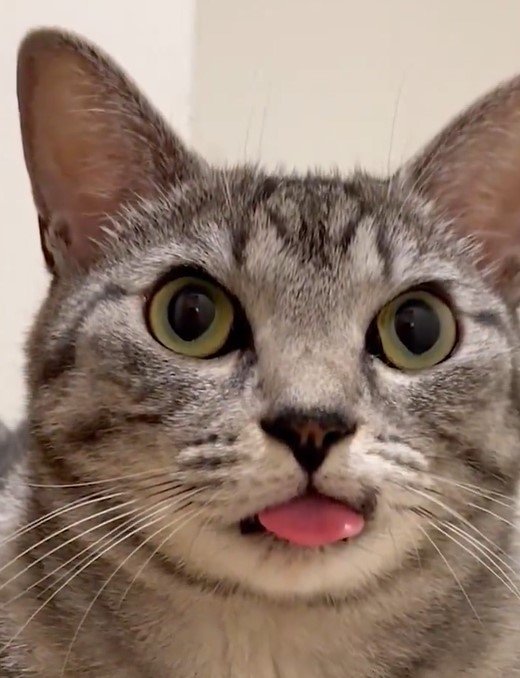 舌を出す猫
