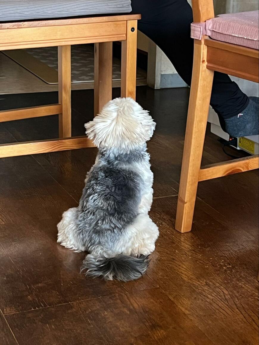 おねだりする犬