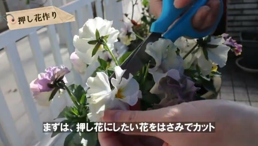 @チェリーガーデン