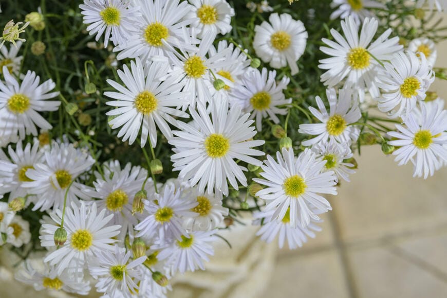 サントリーフラワーズ　星空マム