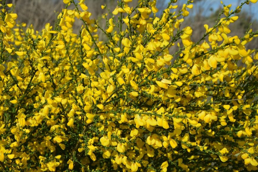黄色いエニシダの花が一面に咲いている