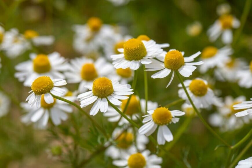 ジャーマンカモミールの花が咲いている。色は白。