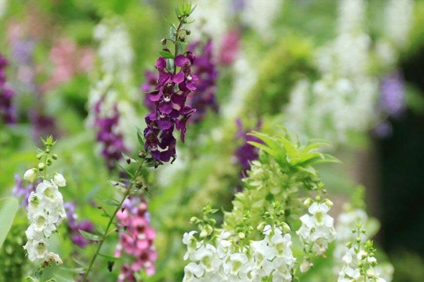 紫、白、ピンクの花を咲かせている、アンゲロニア