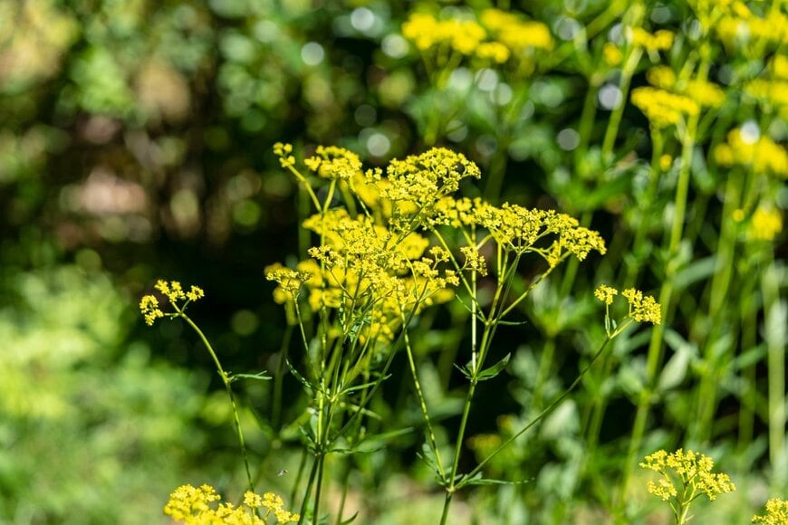 黄色い花を咲かせている、オミナエシ