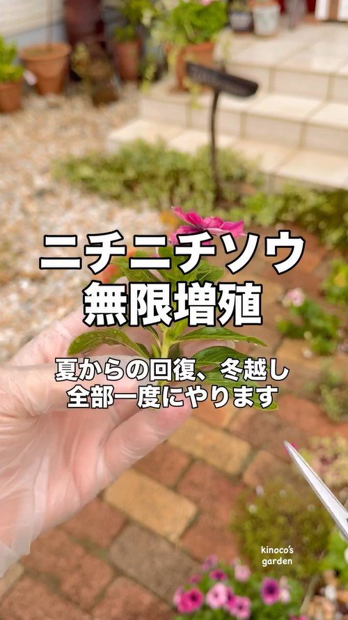 ニチニチソウを挿し芽で増やす方法