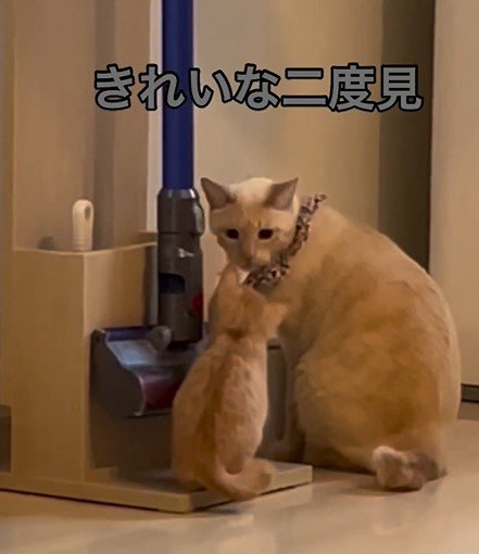2度見する猫