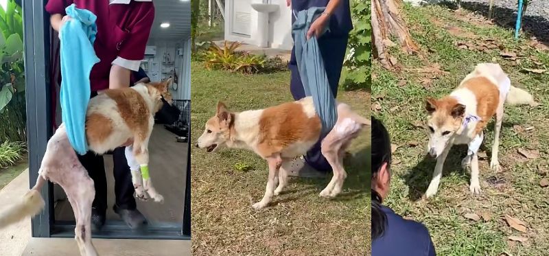 出所：<u><a href="https://www.tiktok.com/@happydoggoniall/video/7656102772839845141" target="_blank">＠happydoggoniall</a></u>