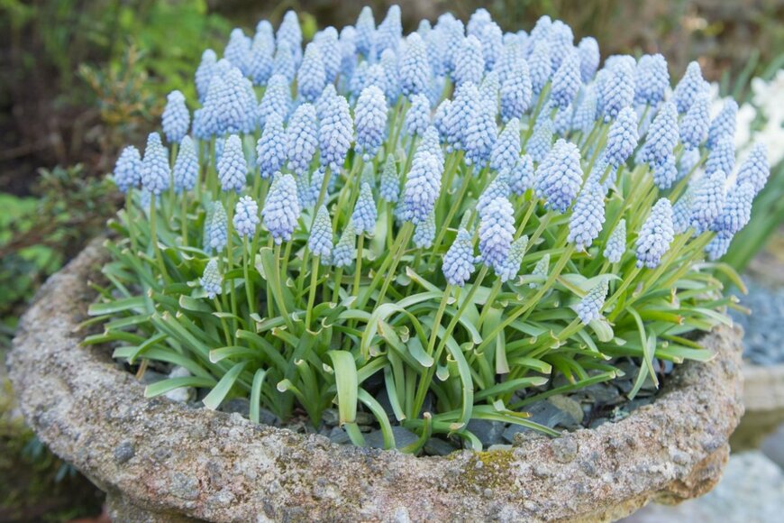 ムスカリの花。色はパステルブルー