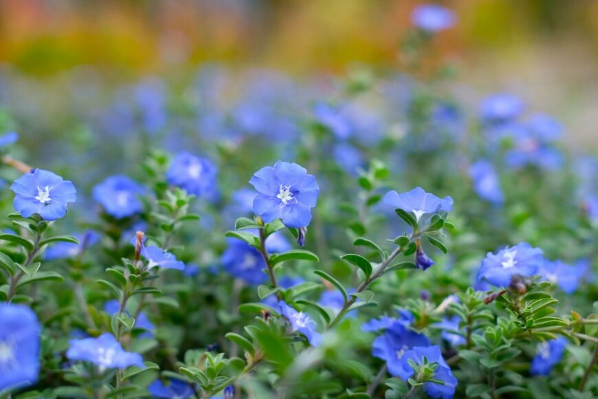 ブルーの花を咲かせているエボルブルス