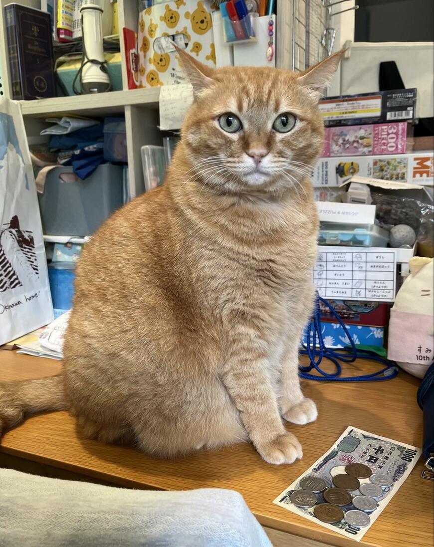 お金と猫
