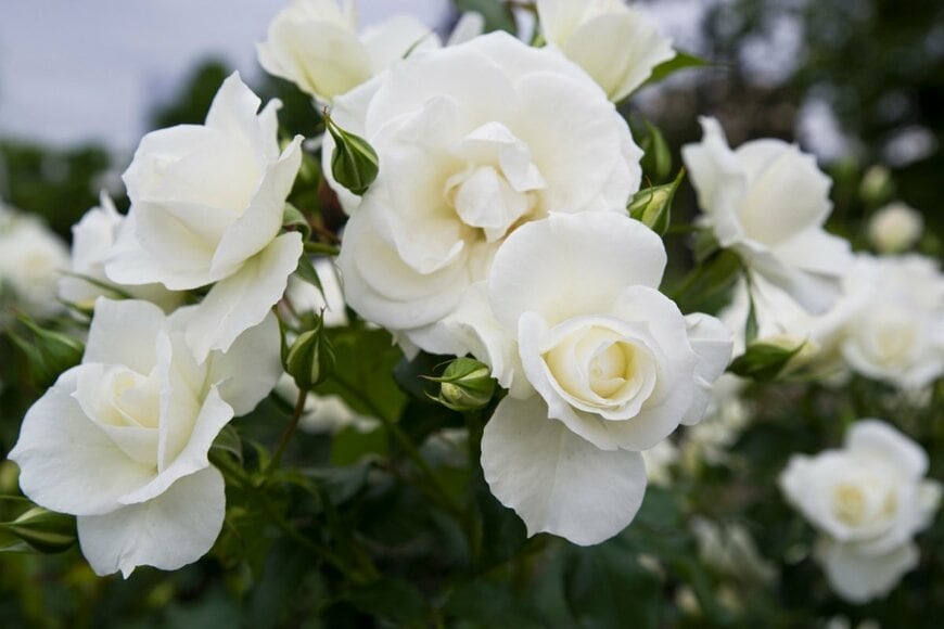 白い花を咲かせている、アイスバーグ