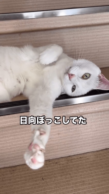 寝転がる猫