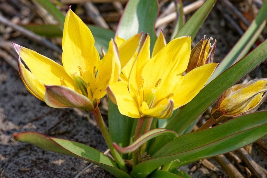 黄色い花を咲かせている、原種系チューリップ