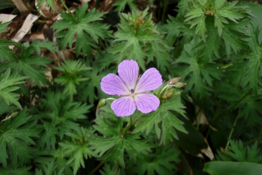 うす紫色の花を咲かせている、ハクサンフウロ
