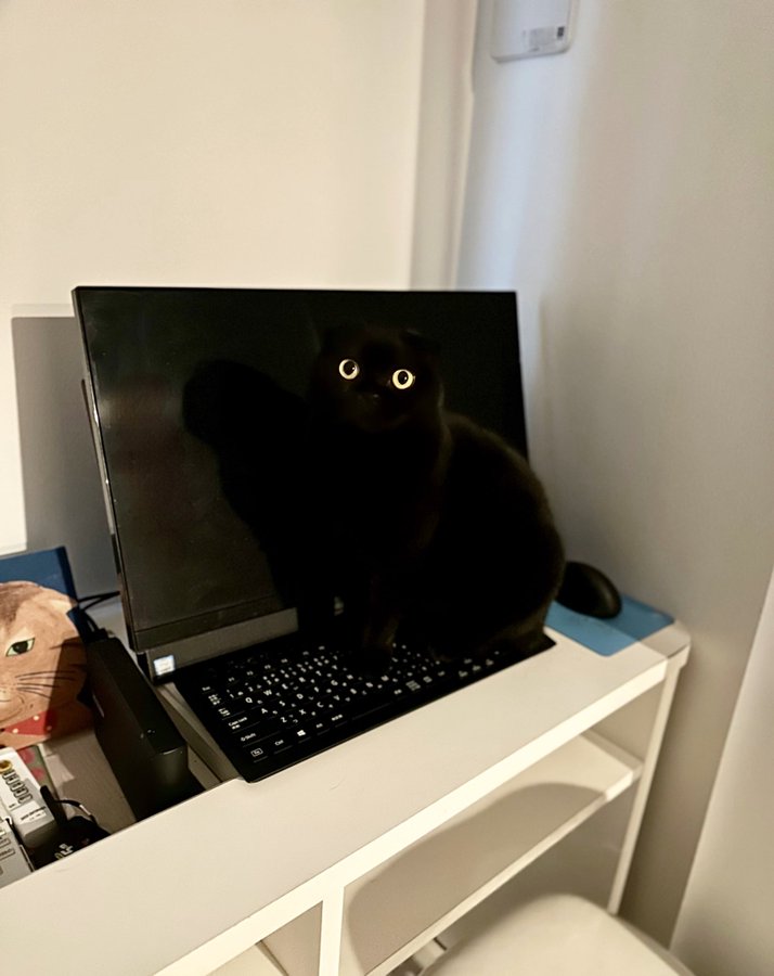 モニターとキーボードに擬態している猫