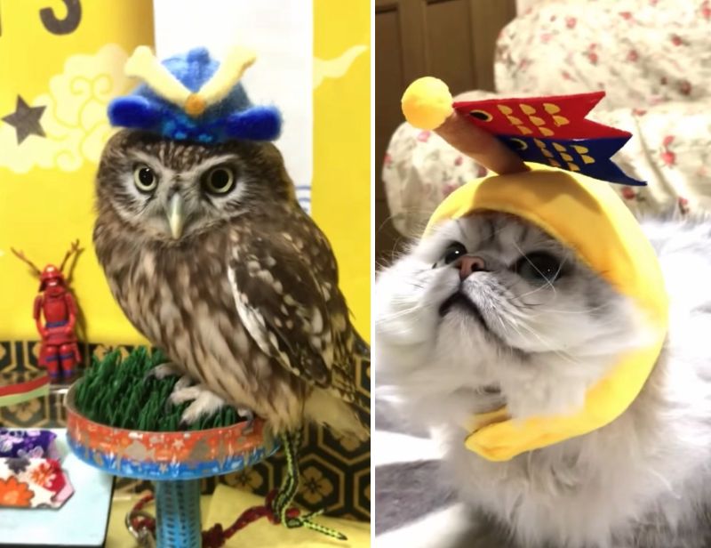 投稿動画のワンシーン