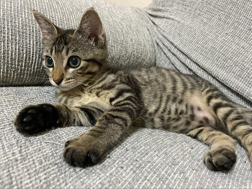 猫の間違い探し