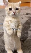 子猫時代から1年後…まさかの「面影なしだけど、可愛い」ビフォー