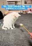 こだわりが強い猫が選んだおもちゃで遊ばない理由→想像の斜め上をいく展開にほっこり