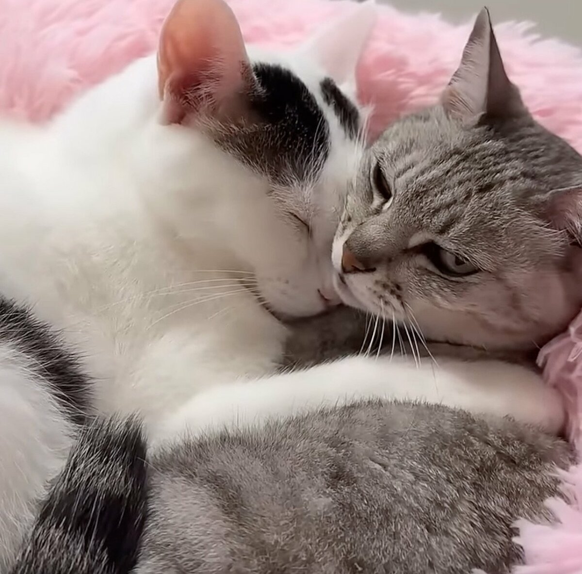 ラブラブな猫ちゃんたち】寒い日限定！？2匹の猫ちゃんが見せた貴重な