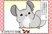 チンチラの可愛いおみくじ、えさが食べられるように！病院で待ち受ける次の難関とは【チンチライフ141話】