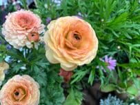 植えっぱなしで毎年きれいな花が咲く《主役級の多年草3選》寄せ植えのセンターにも