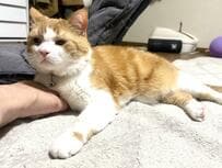 手の上に乗っかって動く気がない猫ちゃん　表情から伝わる本気さに思わずクスリ　ぷくっとしたお顔が可愛い