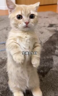 子猫時代から1年後…まさかの「面影なしだけど、可愛い」ビフォーアフターに大反響