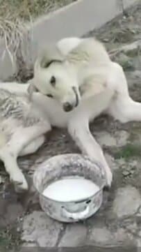 【保護犬】足が動かず助けを求めていた犬　懸命なケアで車いすとともに前へ進めるように…