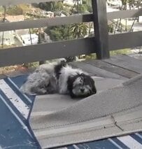 山に捨てられ弱っていた犬→レスキューのぬくもりに触れ、少しずつ心を開いていく姿に感動