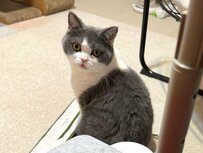 こちらに視線を送ってくる猫　よく見ると…まさかの様子に反響