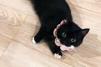 保護猫の幸せな誕生日に思わずほっこり→かわいすぎる「ヒロイン姿」が話題に