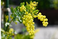 【ガーデニング】庭や玄関の「シンボルツリー」を選ぼう！花や実が楽しめる・オシャレ系ツリー7選