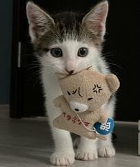 クマをくわえる保護子猫　4年後…“同じクマ”と一緒に写ったビフォアフが話題