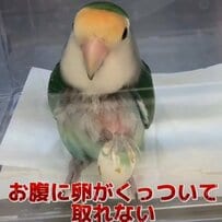 動物病院にやってきた「コザクラインコ」お腹に卵がくっついて取れなくなった…獣医の対応は？元気にお家に帰る姿にホッと一安心