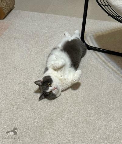 仰向けでくつろぐ猫ちゃんの頭を見ると
