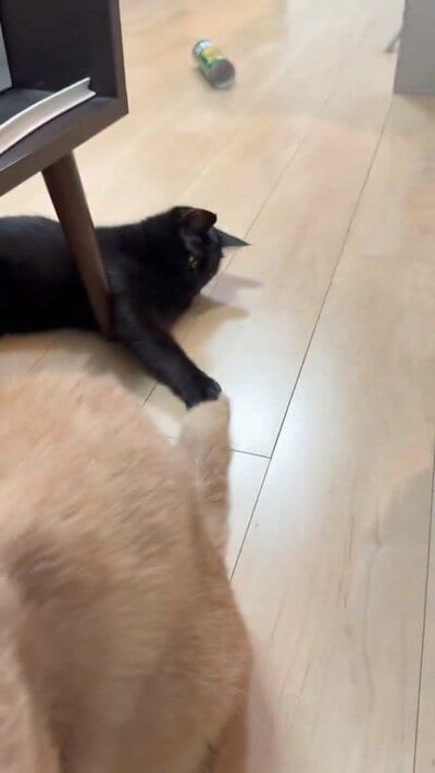 尻尾をつかむノアールちゃん