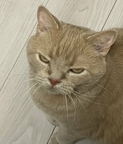 こちらを見つめるつなくん