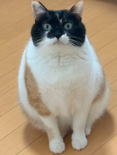 出所：<a href="https://x.com/asjSvnCZl18wKXM/status/2007680557245923365" target="_blank"><u>@asjSvnCZl18wKXM</u></a>