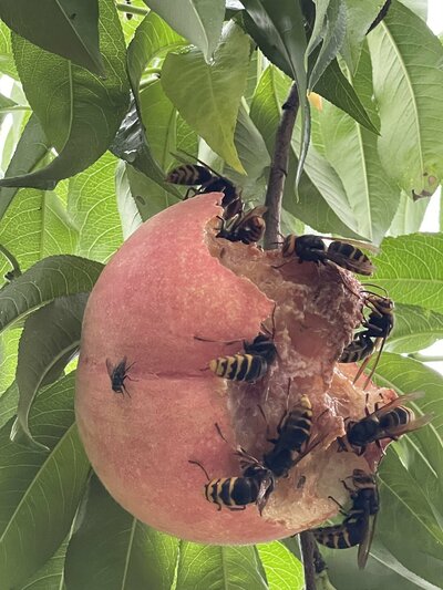アップで見ると「こ、こわい&hellip;！」