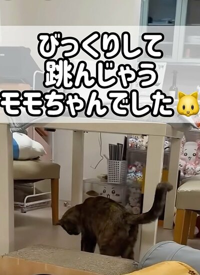 何事もなかったかのようなモモちゃん