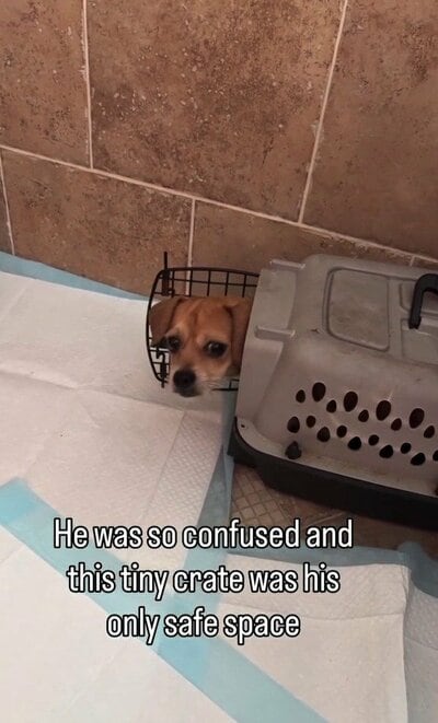 保護先のクレートから顔をのぞかせる、不安そうな子犬